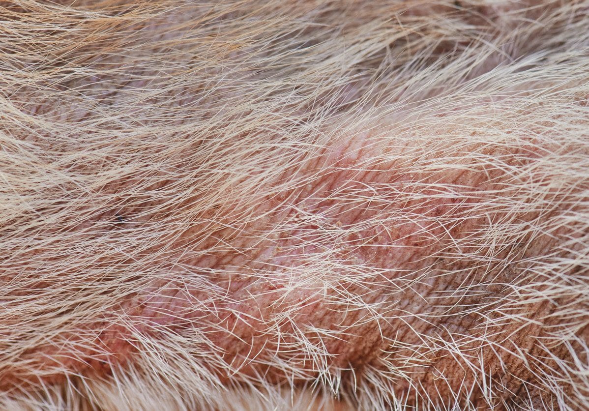 pyoderma dog treatment - pyoderma folliculitis in dogs