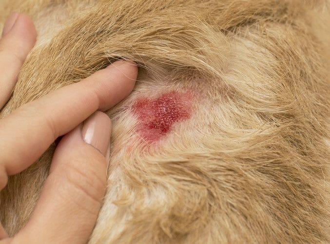 pyoderma in dogs - deep pyoderma dog