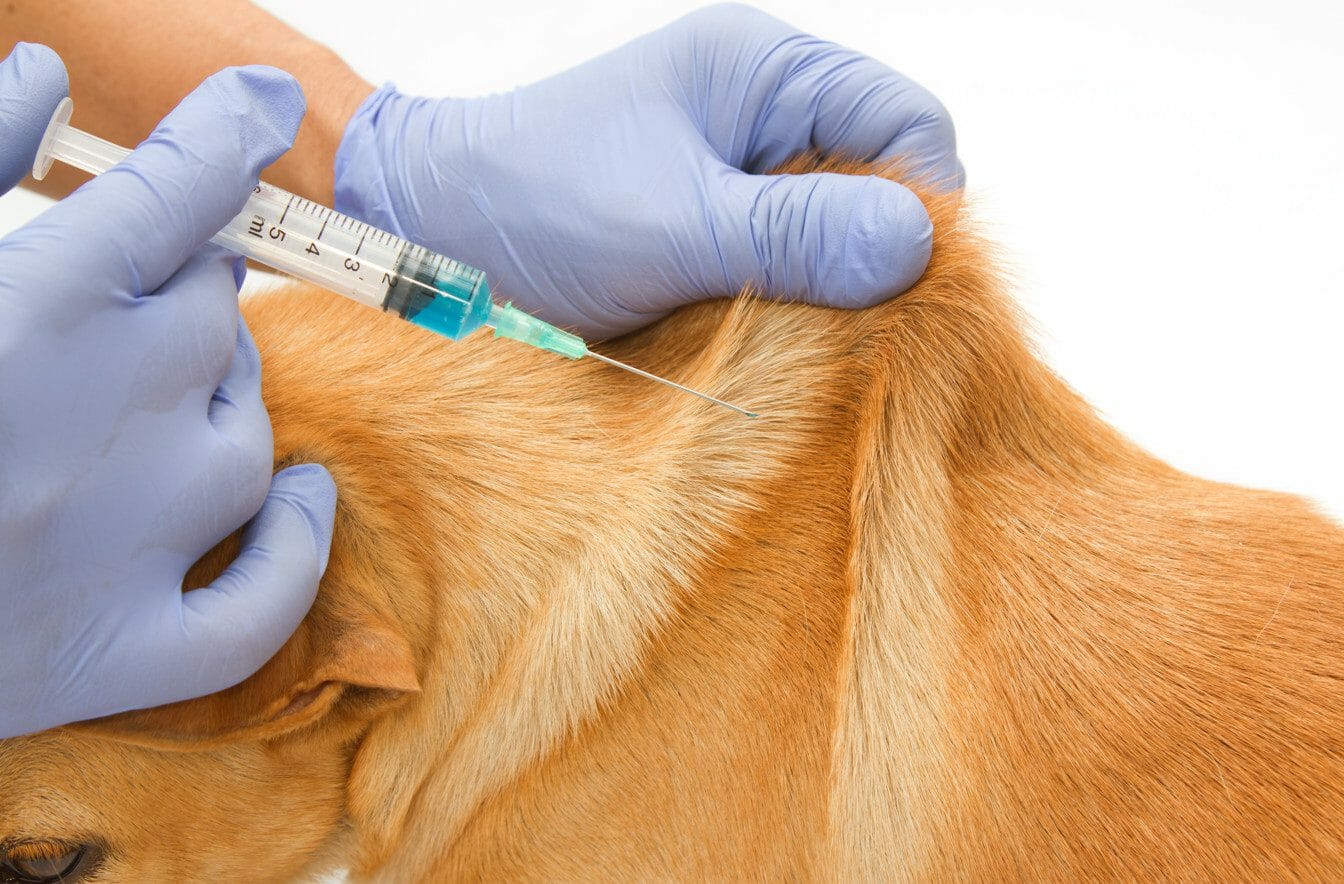 rabies vaccine for dogs - rabies vaccine side effects dogs