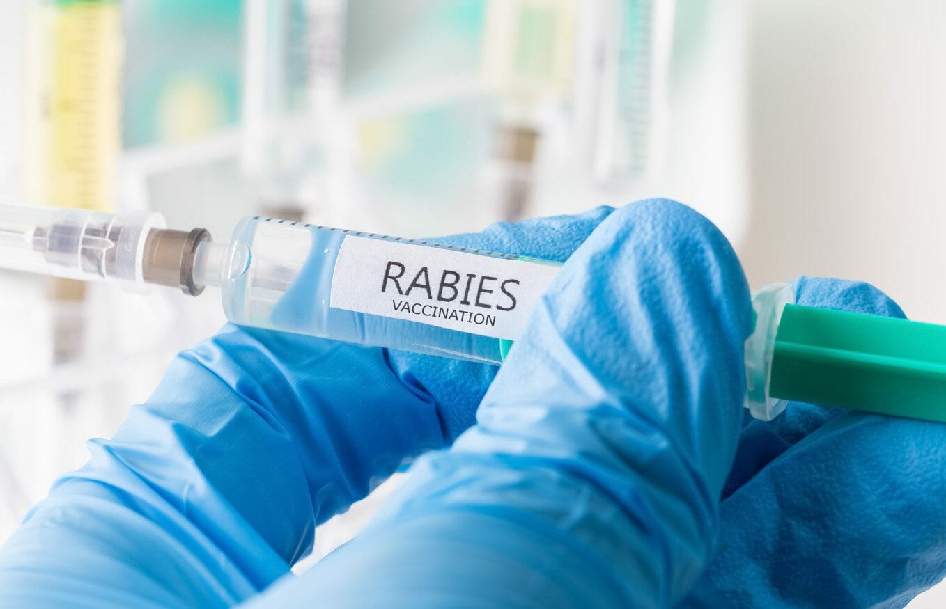 rabies vaccine for dogs - rabies shot for dogs