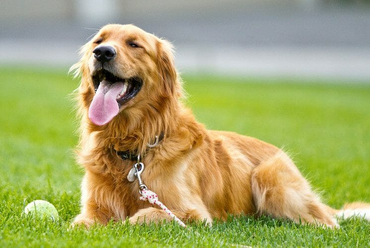 red golden retriever - white golden retriever