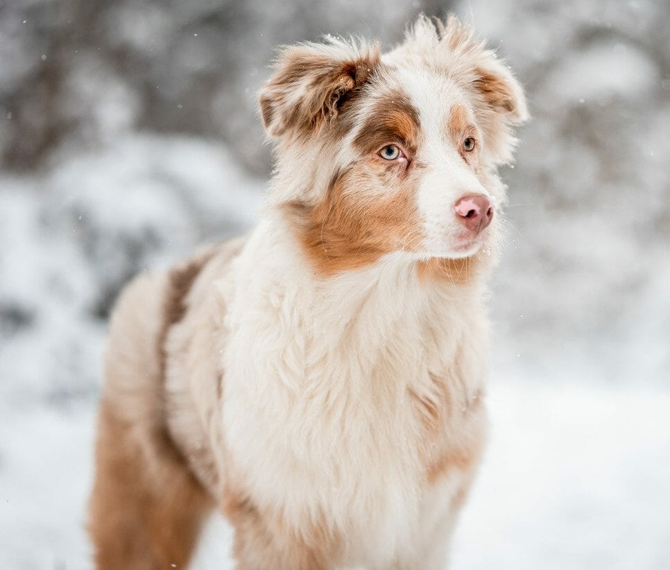 Australian shepherd red hot sale merle blue eyes