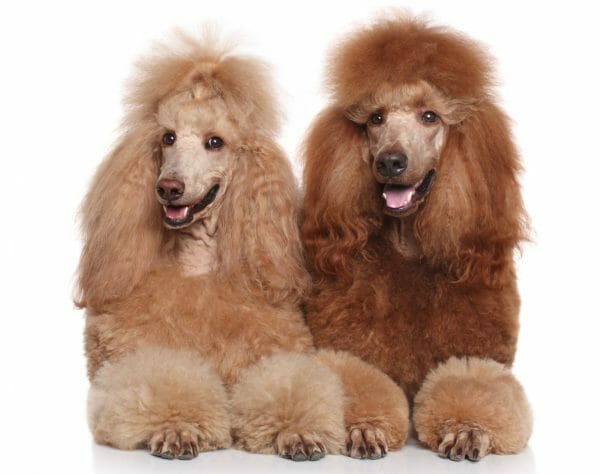 red standard poodles