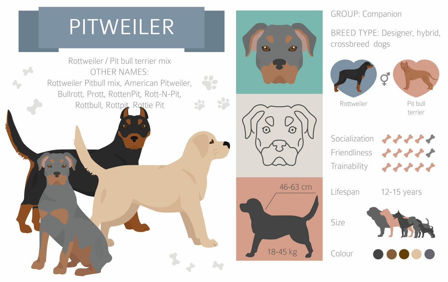 rottweiler pitbull mix - pitweilers