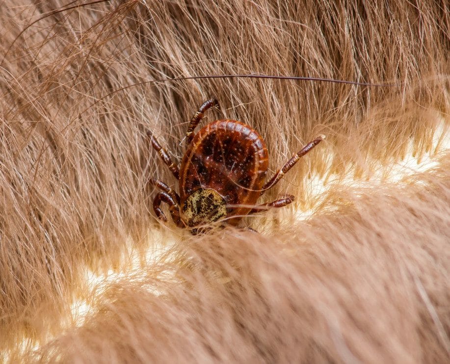 signs of lyme disease in dogs - lymes disease in dogs