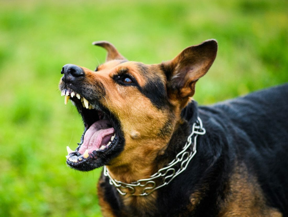 signs of rabies in dogs - symptoms of rabies in dogs