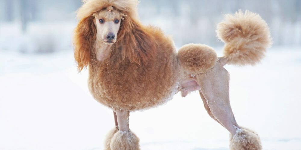 majestic poodles