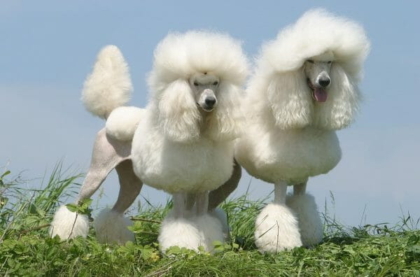 standard poodle cuts