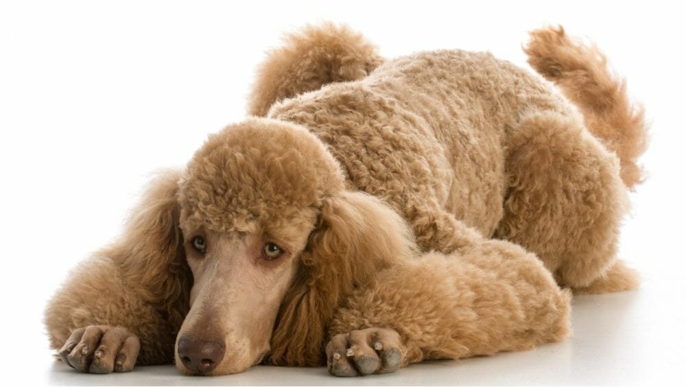 Standard Poodle Personality Height Weight Health Concerns