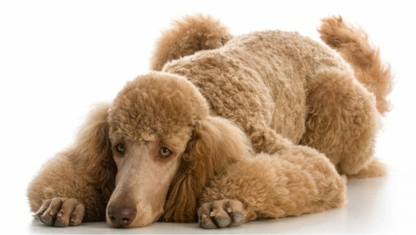 standard poodle lifespan