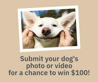 submit your dog photo video 1