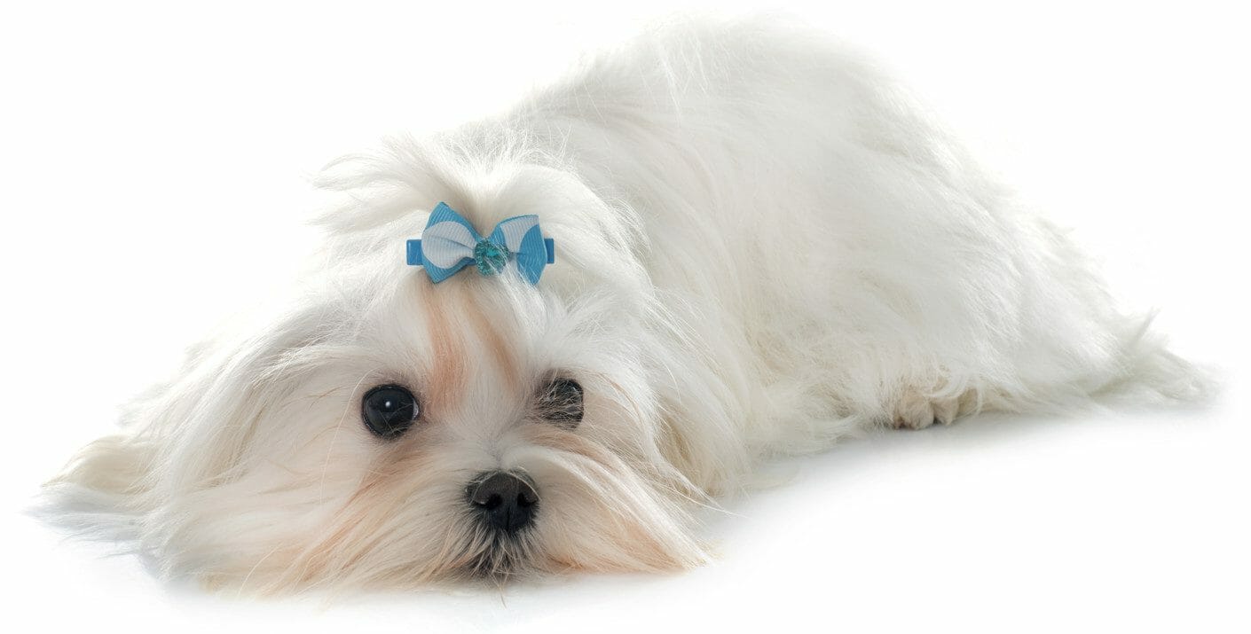 teacup maltese - maltese dog temperament