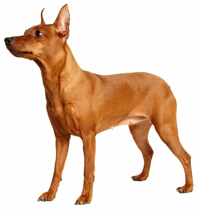 teacup miniature pinscher - pinscher miniatura