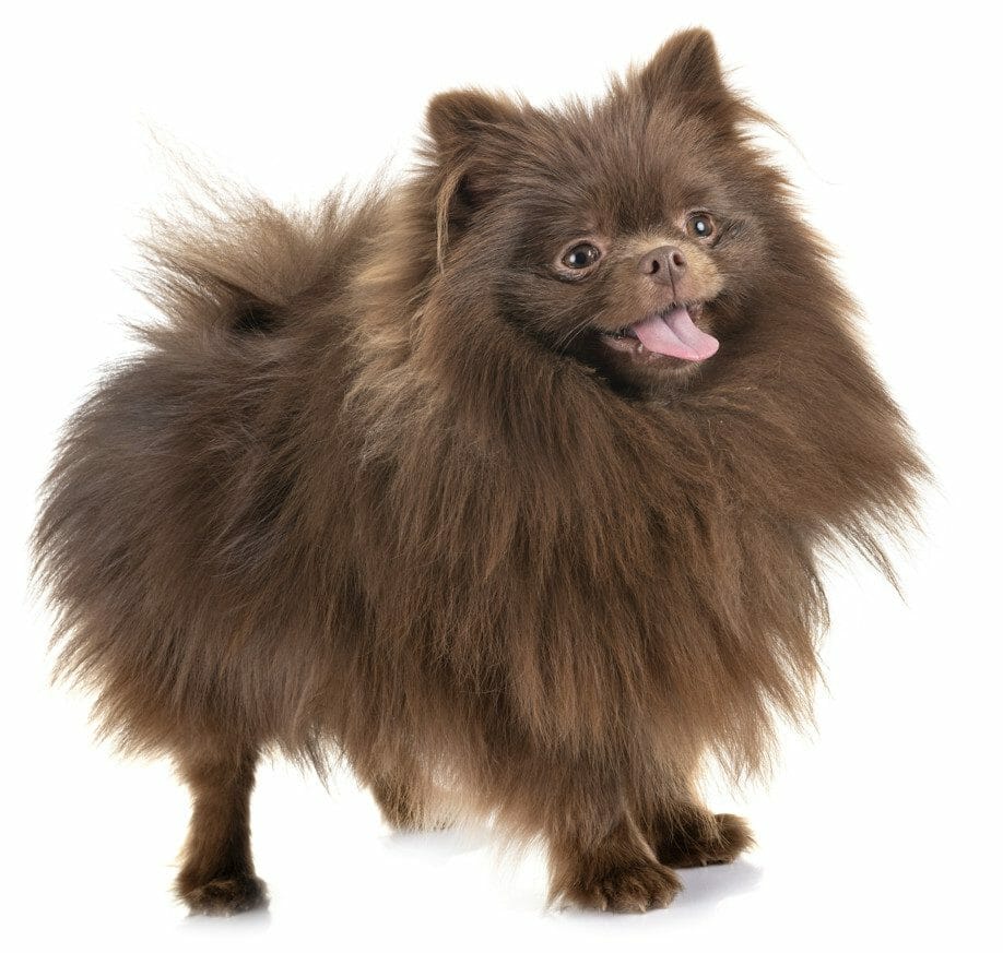 mini pomeranian brown