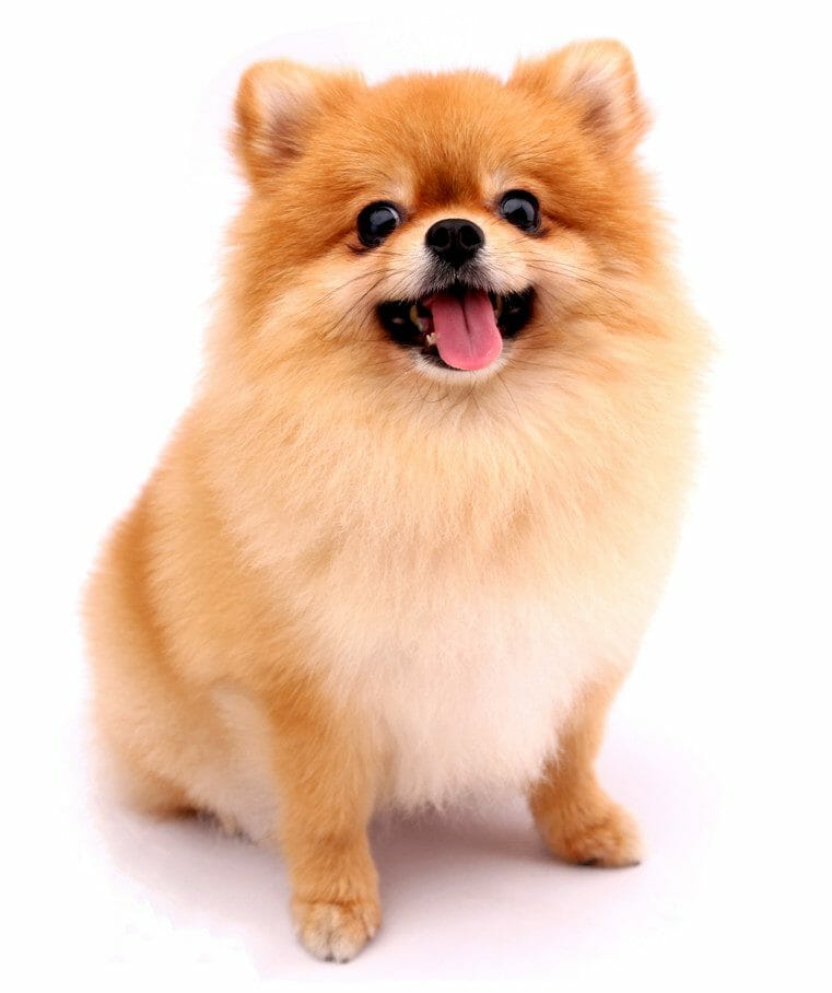 pomeranian white teddy bear