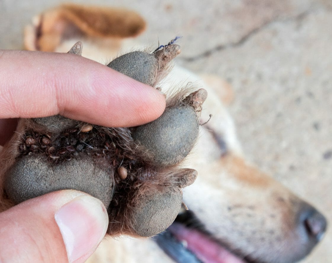 tick bite on dog - remove tick from dog