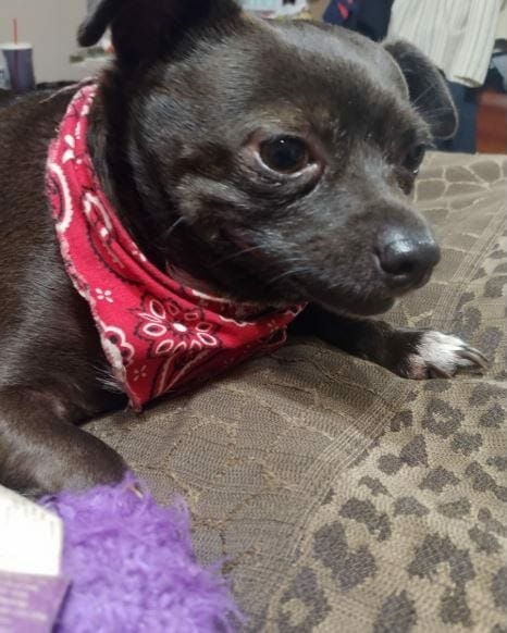 pet giveaways