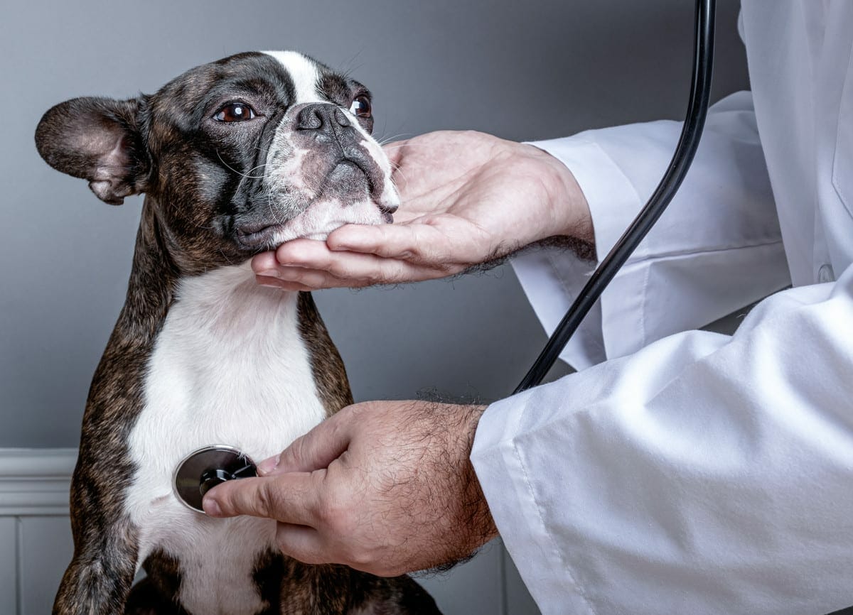 treatment for cushing's disease in dogs - cushings test dog