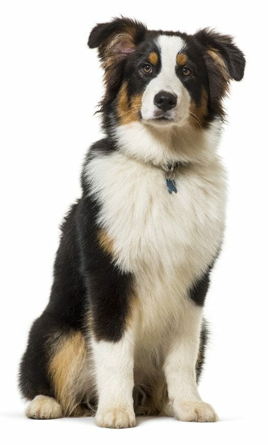 tri color australian shepherd - australian shepherd mini