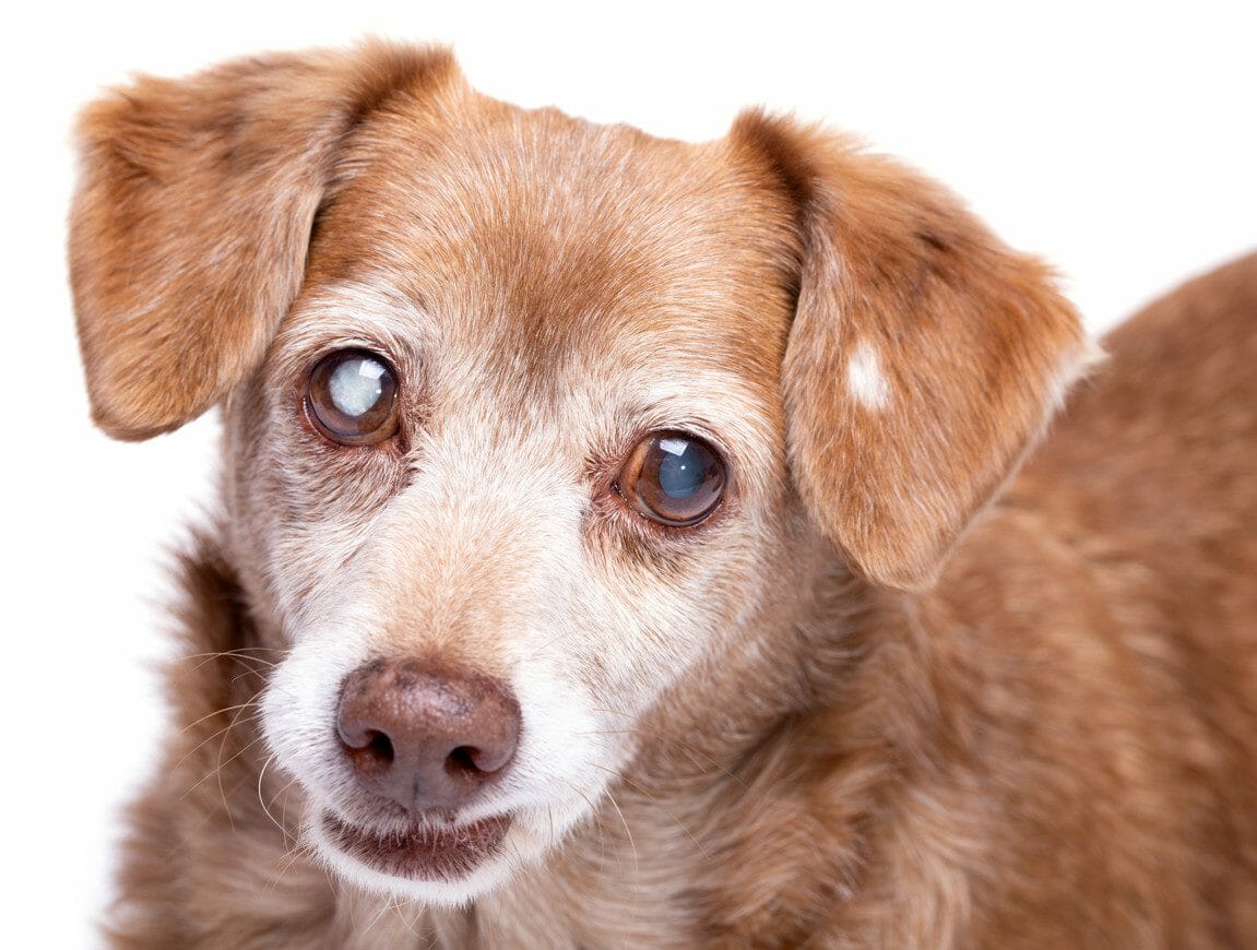 what do cataracts look like in dogs - what causes cataracts in dogs