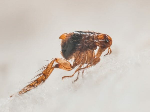 what do fleas look like