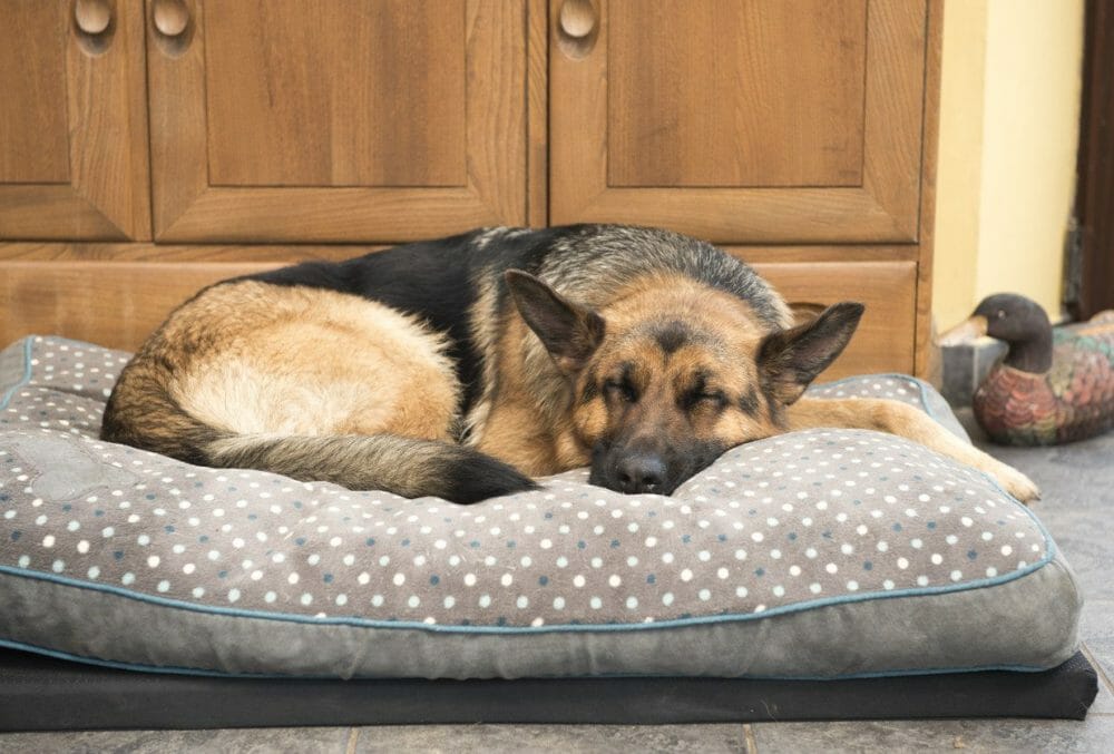 Dog Seizures; Types, Signs, Stages, Causes, Diagnosis, Treatment & Care