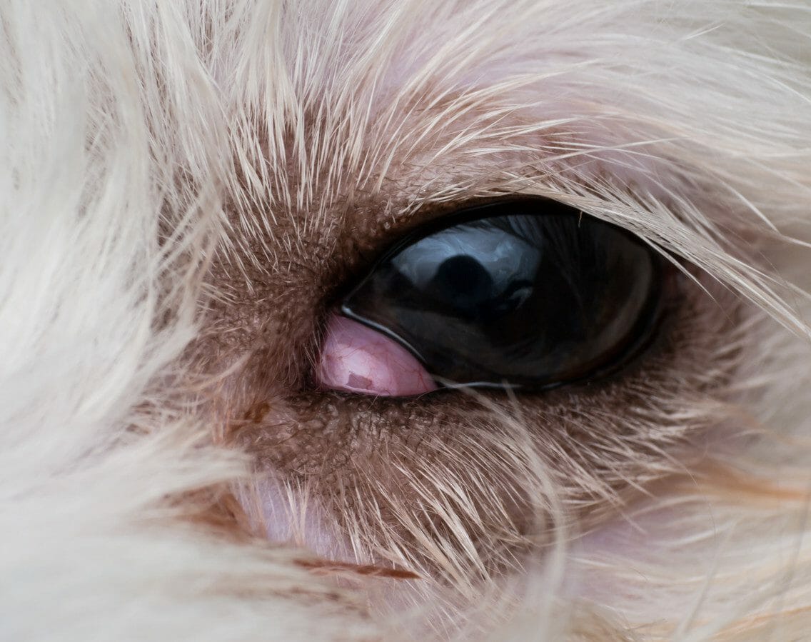 what is cherry eye in dogs - cherry eye dog surgery cost