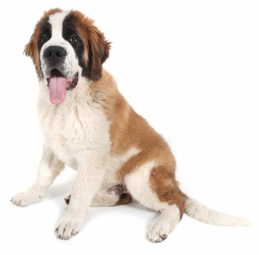 what is hip dysplasia in dogs - hip dysplasia dogs