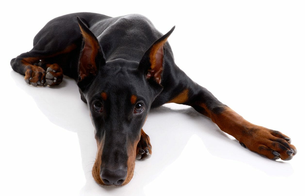 what is idiopathic epilepsy in dogs - what is epilepsy in dogs