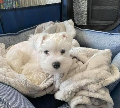 white schnauzer cute dog picture