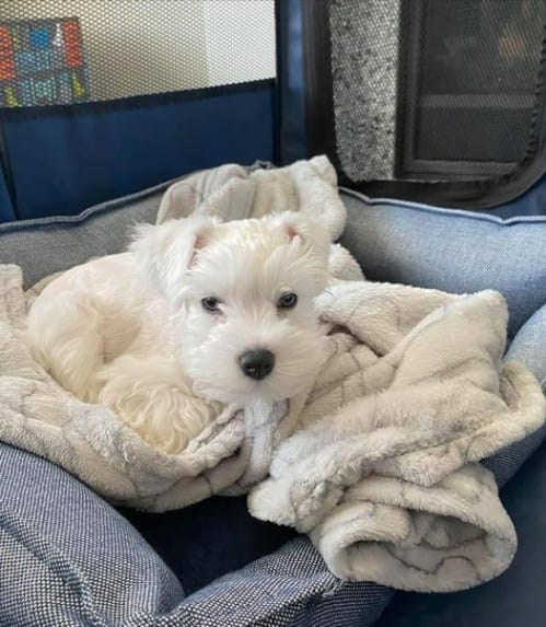 white schnauzer cute dog picture