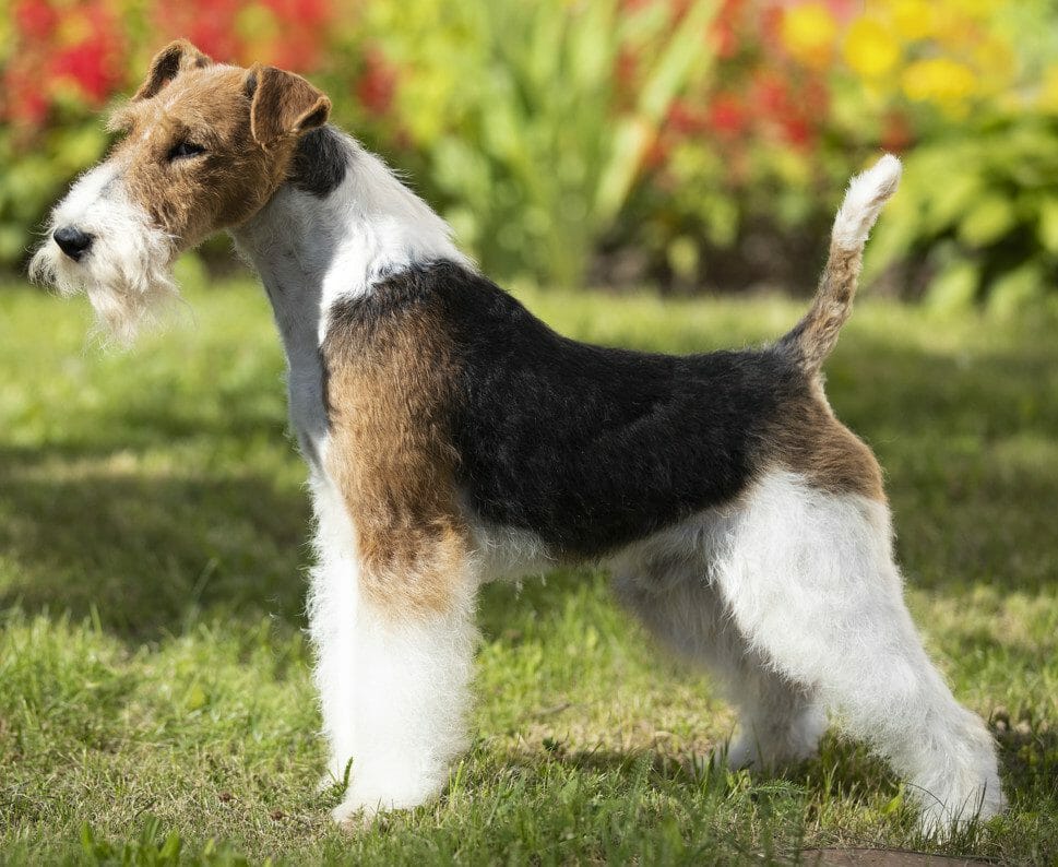 wire fox terrier - large hypoallergenic dogs