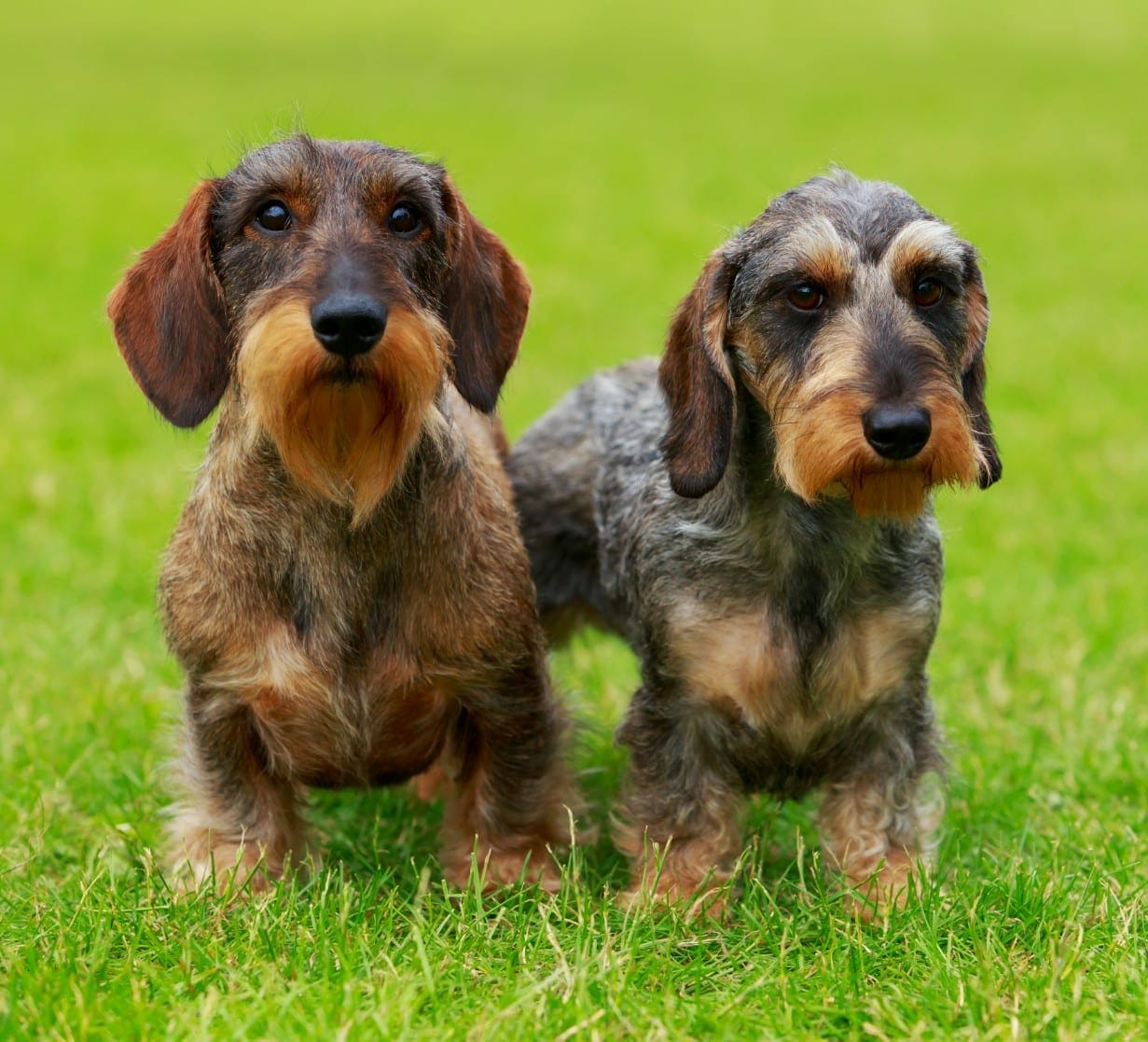 wire haired dachshund - mini wire puppy wiener dog