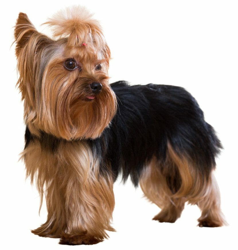 yorkshire terrier - small hypoallergenic dogs